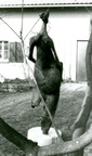 Grosse Salome